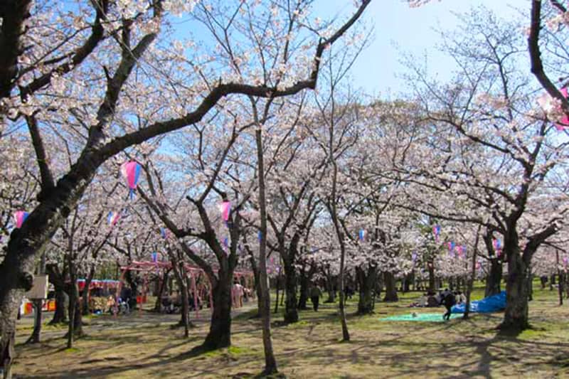 向山緑地さくらまつり_豊橋市