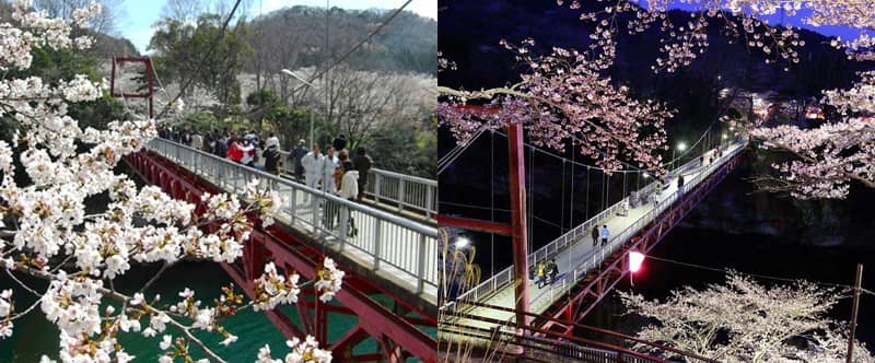 桜淵公園の桜_新城市
