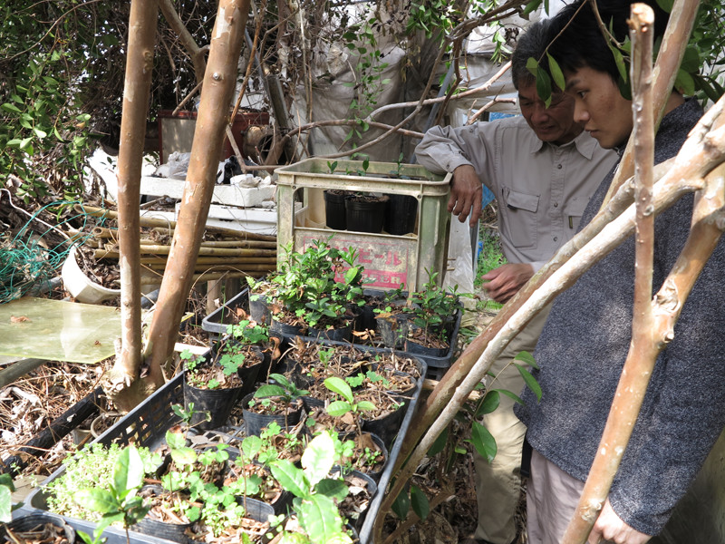 ごとう製茶_お茶やハーブの苗