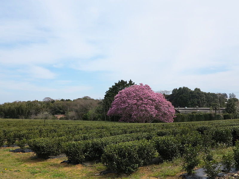 ごとう製茶_茶畑