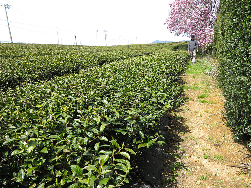 ごとう製茶_茶畑1