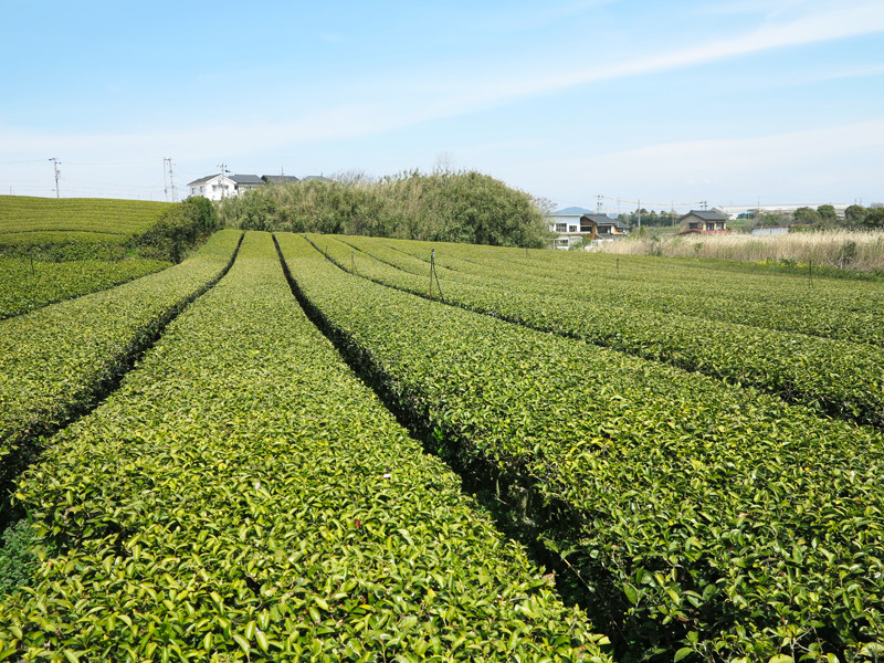 ごとう製茶_茶畑