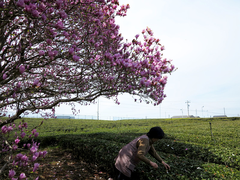 ごとう製茶_モクレン