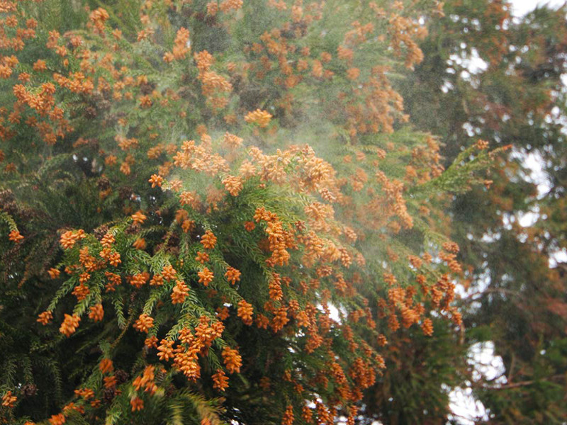 ウワサの花粉症対策14