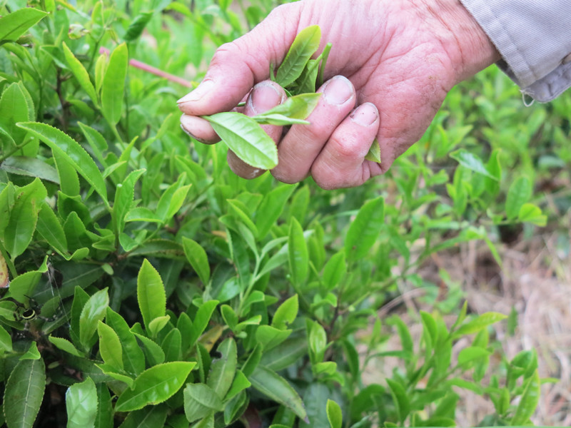 ごとう製茶_手摘み
