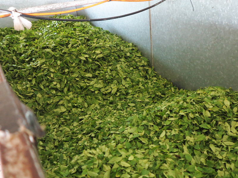 ごとう製茶_生葉コンテナ