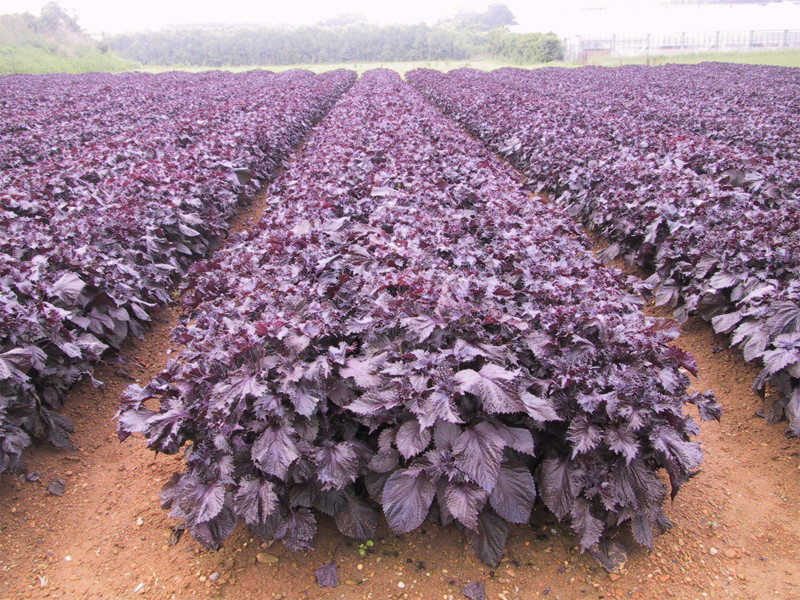 art-main-marufujifujiwarasyoten02