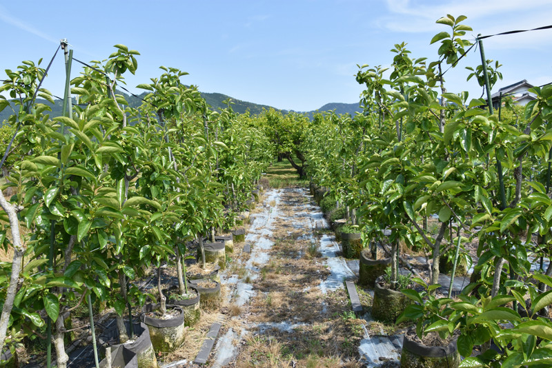 柿儂人_ポット栽培