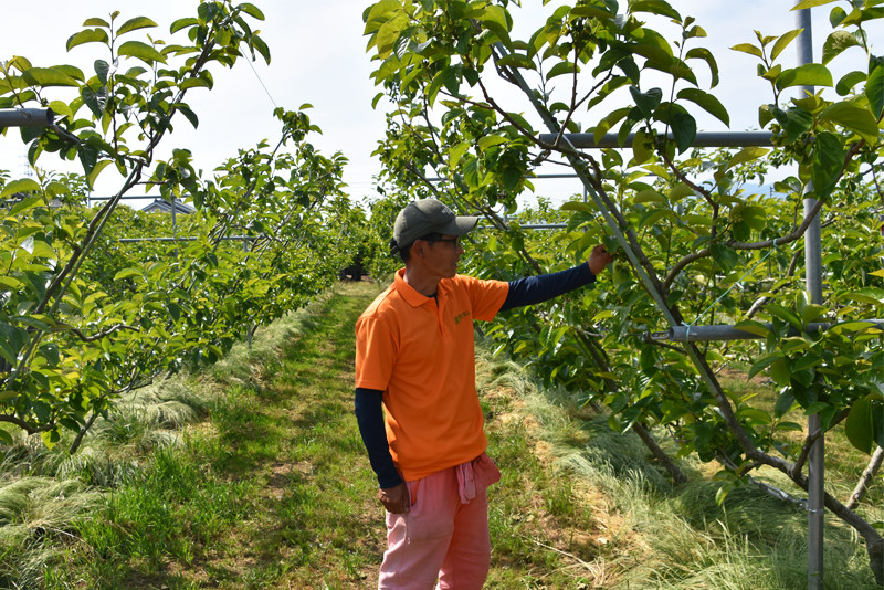 柿儂人_剪定作業