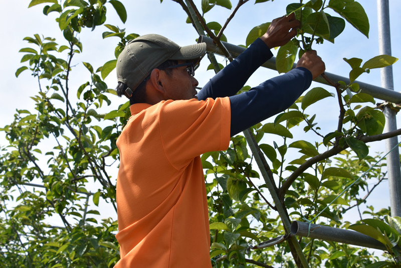 柿儂人_桃栗3年、柿8年