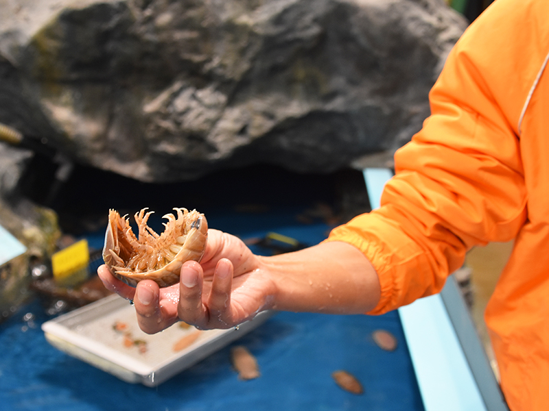 竹島水族館_オオグソムシ