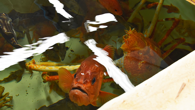 竹島水族館_魚の引っ越し