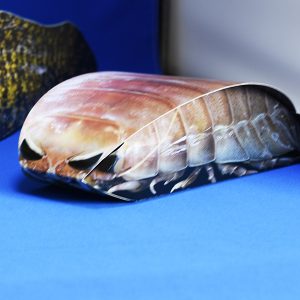 竹島水族館_超グソクムシ煎餅1