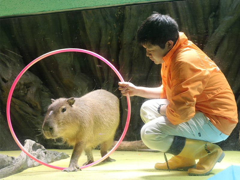 竹島水族館_カピバラ