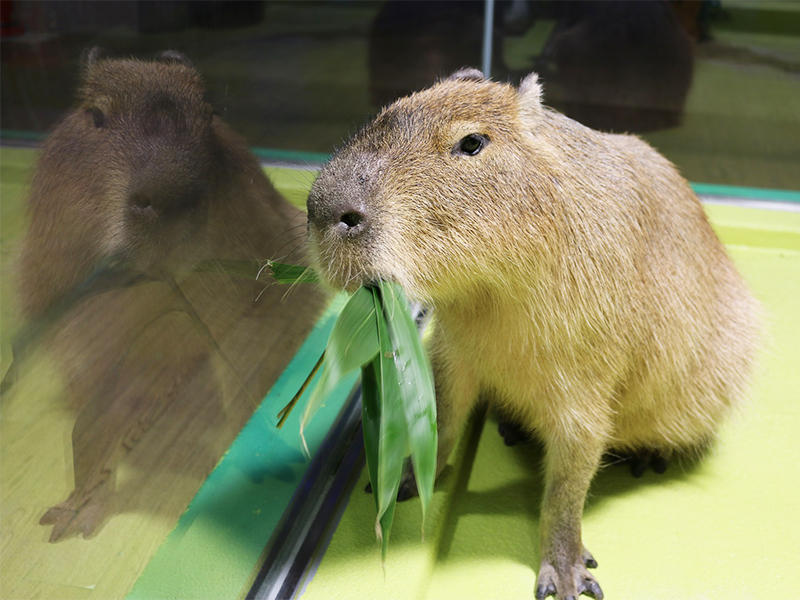 竹島水族館_カピバラ商品開発1