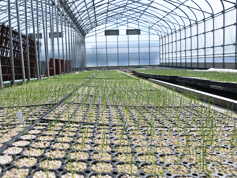 葱(ネギ)儂人_想い