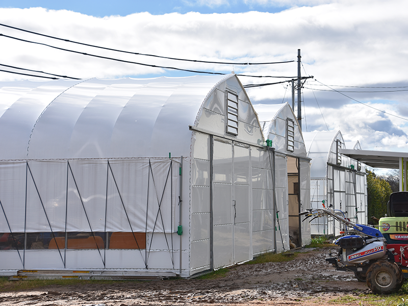 葱(ネギ)儂人_ハウス