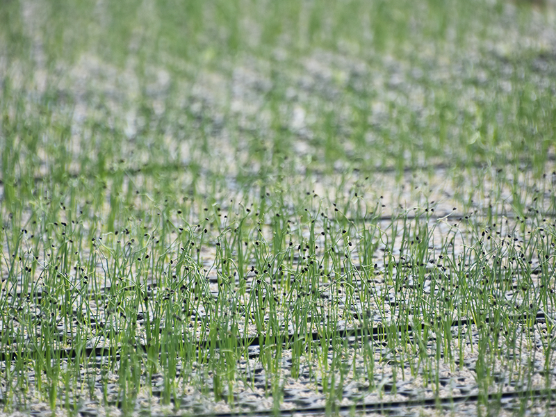 葱(ネギ)儂人_生産