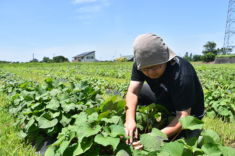 豊橋百儂人_サツマイモ儂人