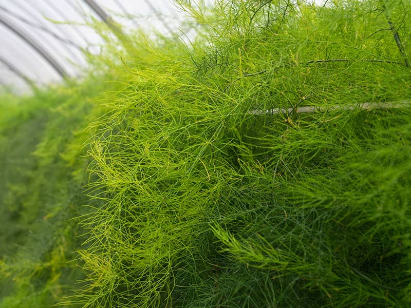 竜髭菜儂人アスパラガス畑