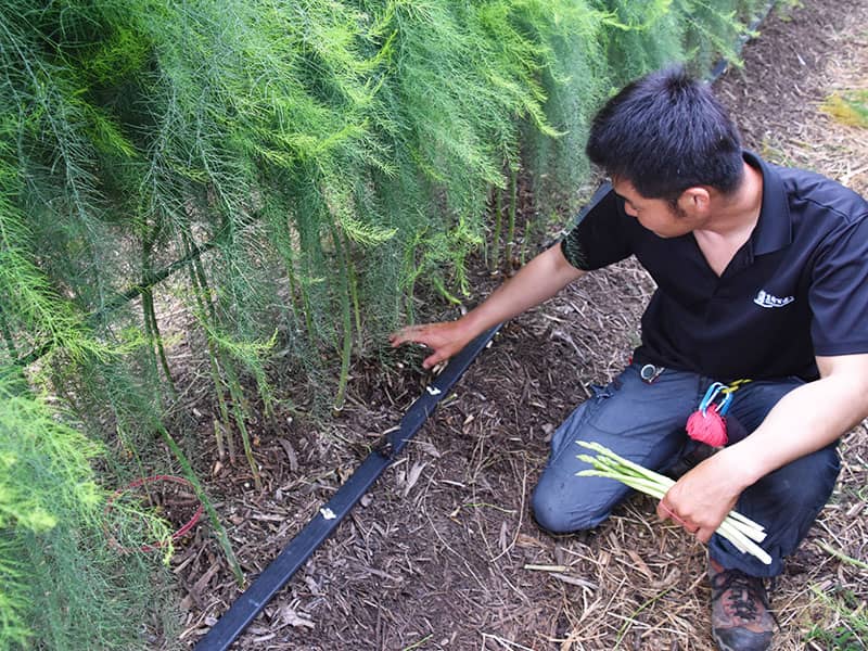 竜髭菜儂人アスパラガス畑