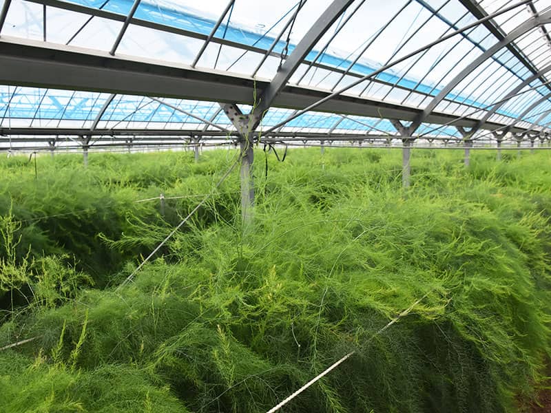 竜髭菜儂人アスパラガス畑