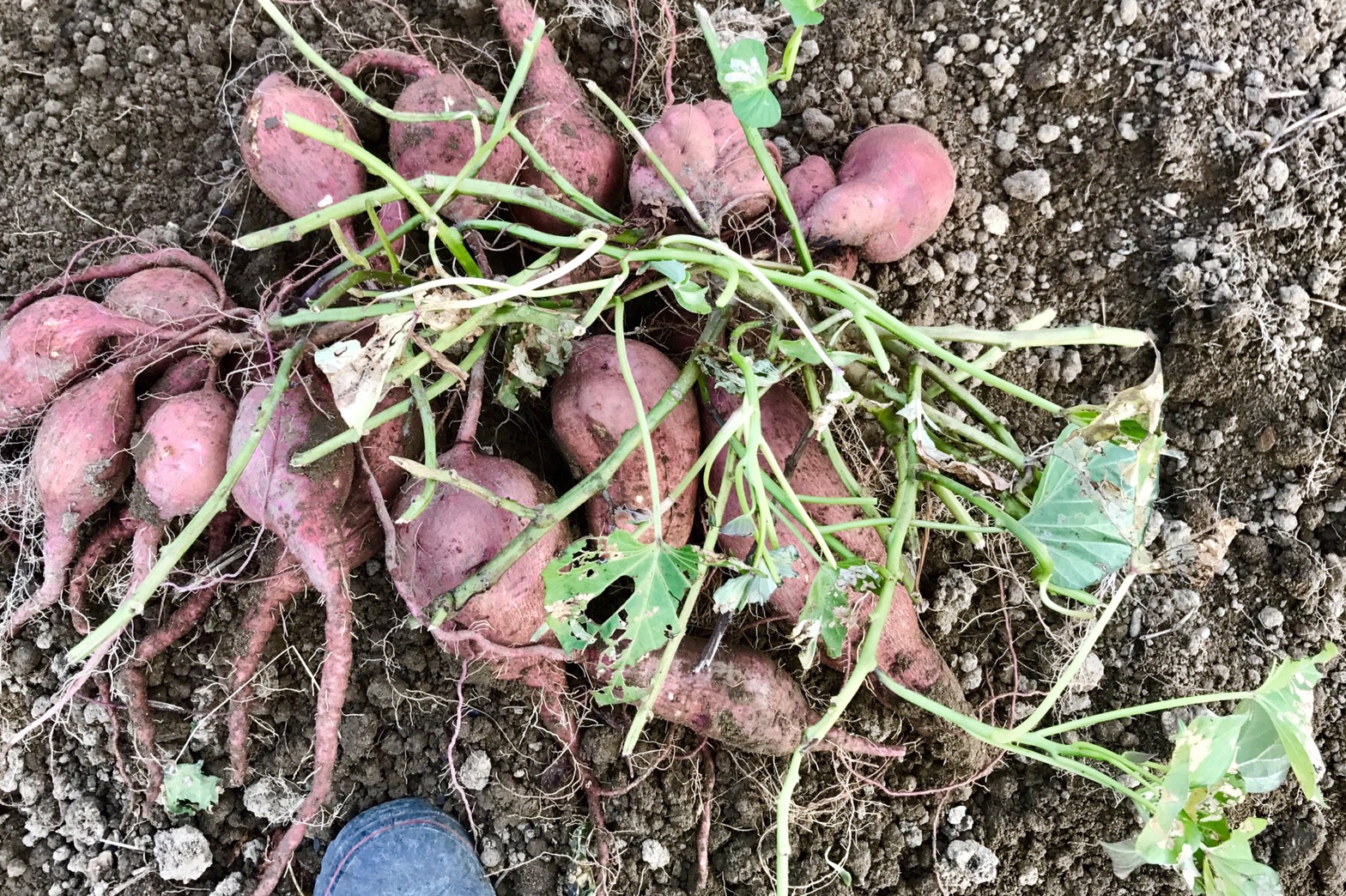 豊橋百儂人_収穫したサツマイモ