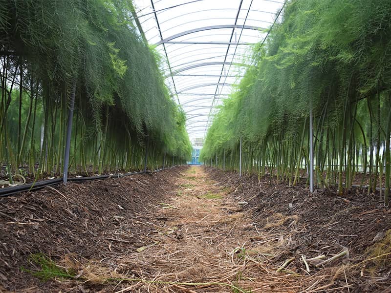 竜髭菜儂人の畑