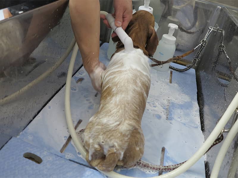 オゾン水と炭酸泉シャワー