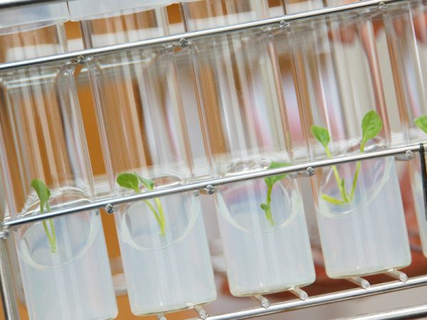 バイオテクノロジー苗