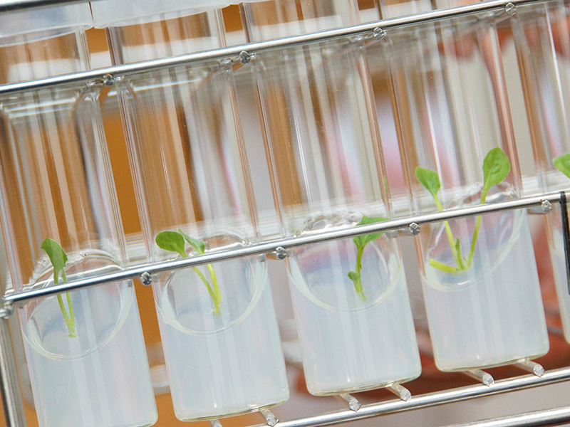 バイオテクノロジー苗