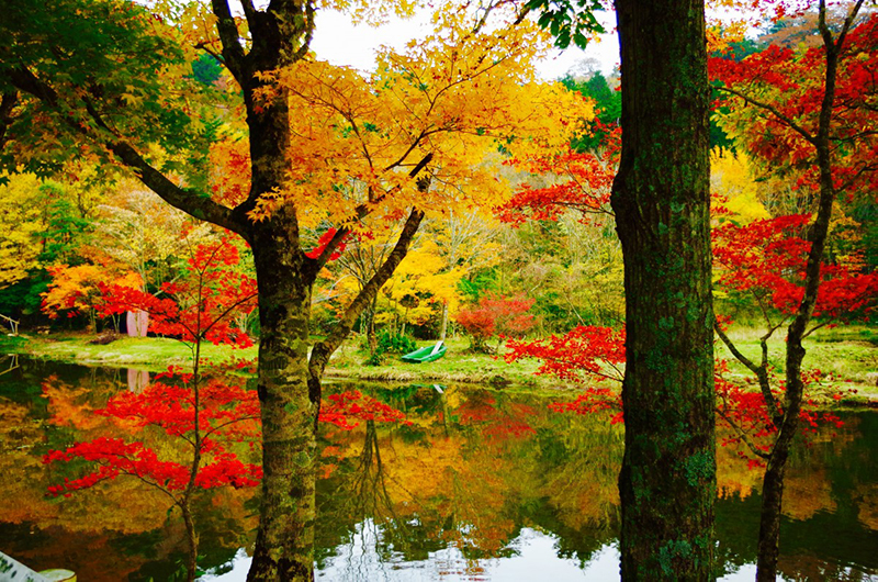 紅葉_きららの森