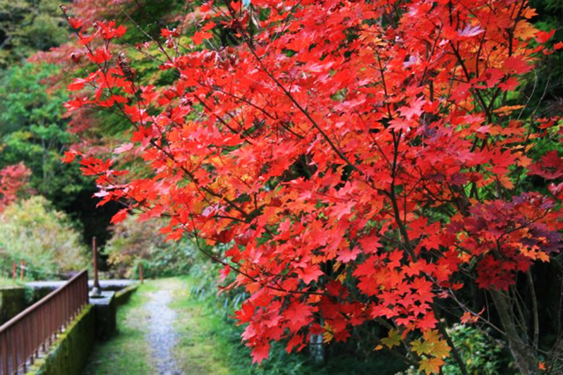 紅葉_きららの森の紅葉