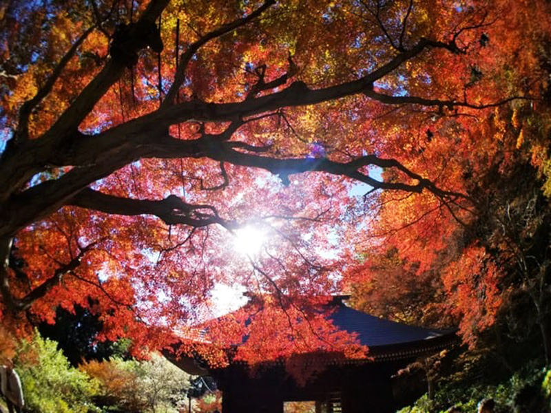 紅葉_もみじ寺 普門寺
