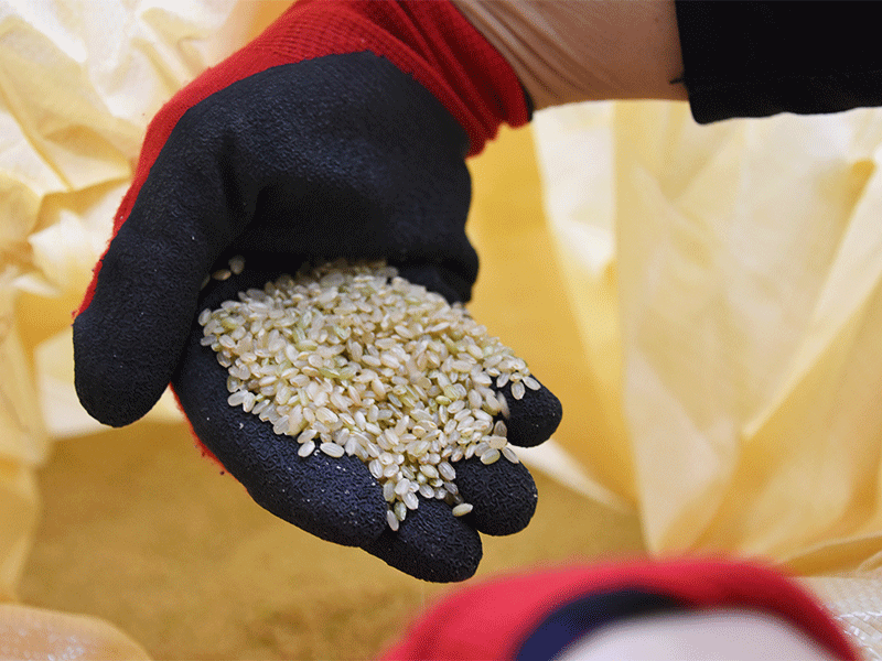 株式会社カスヤ_お米