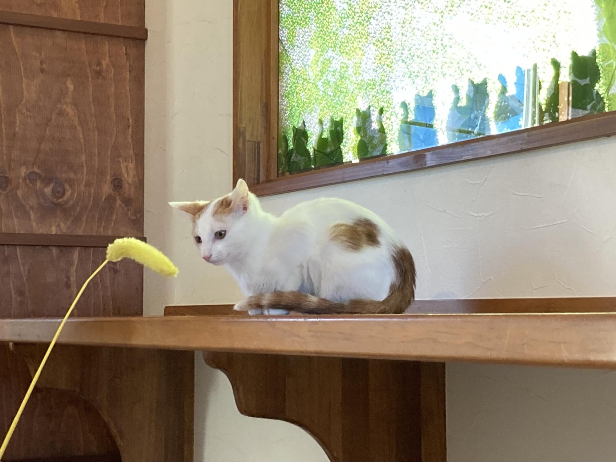 保護猫カフェTORMENTA_様子3