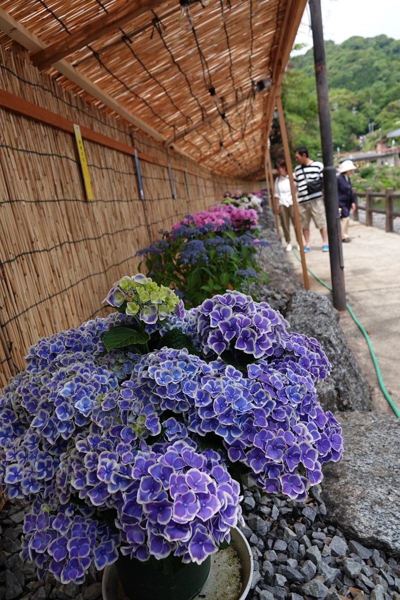 形原温泉_あじさいの里コンテスト