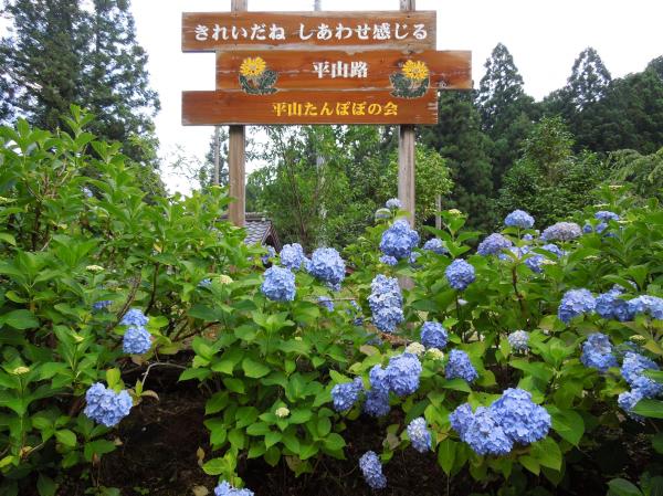 平山のあじさい