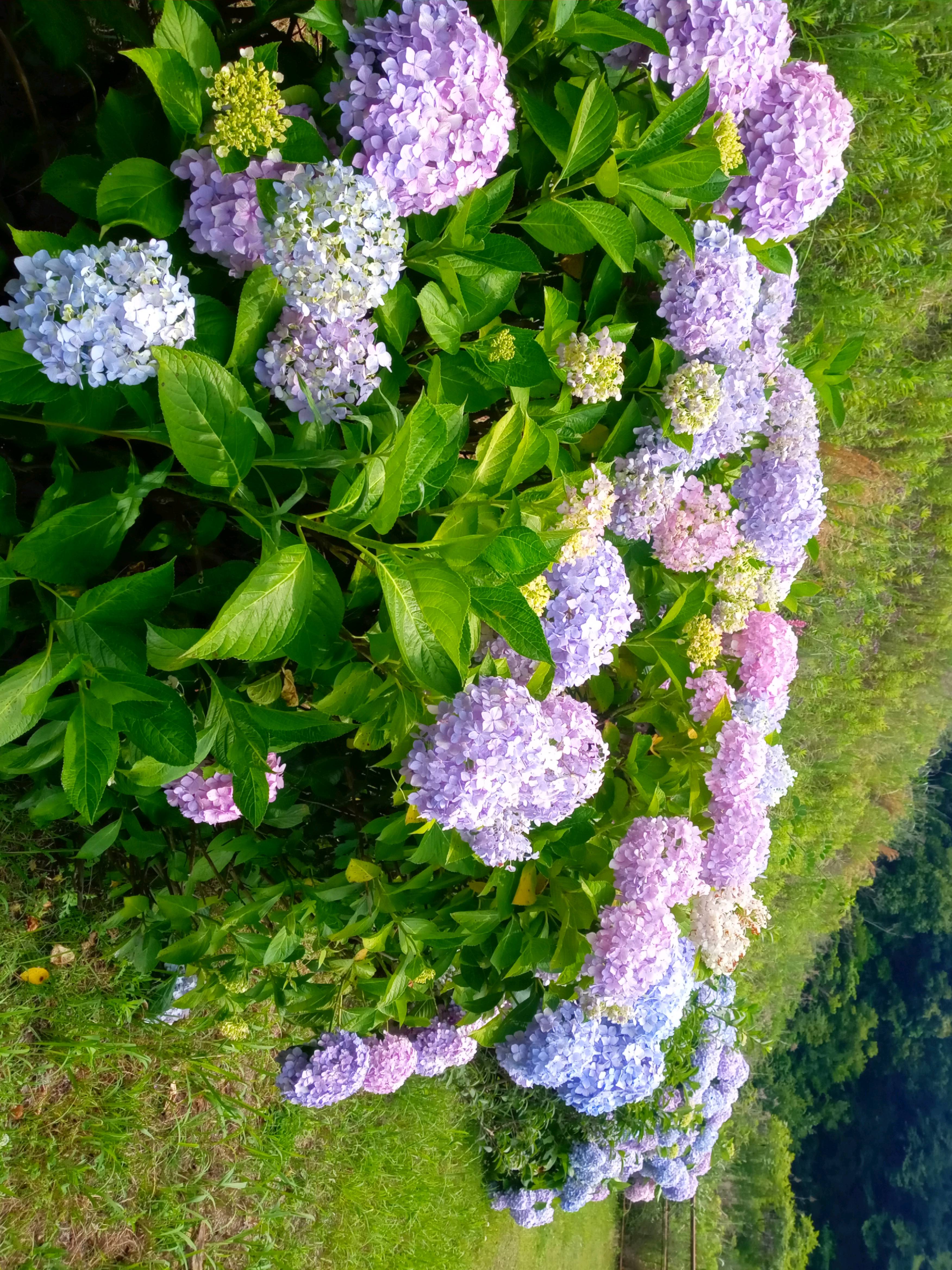 東三河ふるさと公園_あじさい