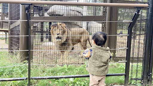 のんほいパーク動物園_ライオン