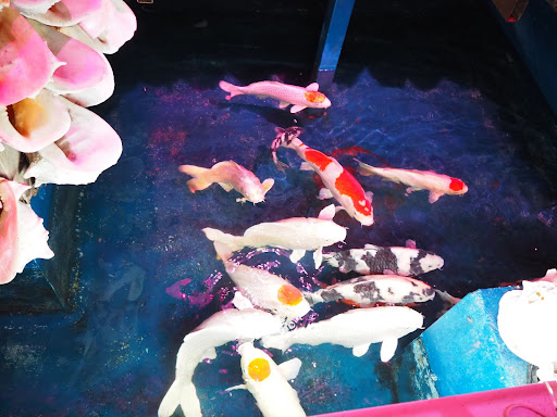 竹島ファンタジー館_鯉の鯉占い3