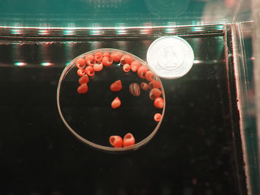 竹島ファンタジー館_館内7