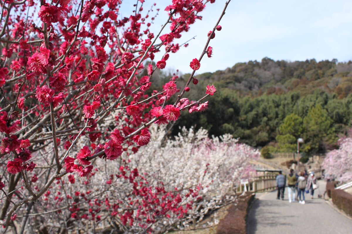 赤塚山公園 梅まつり
