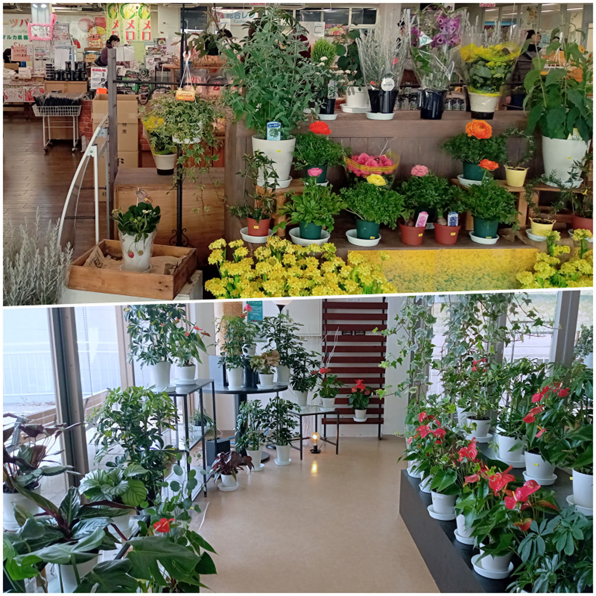 あかばねロコステーション_日本一の花の生産地