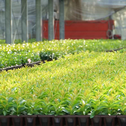 【農場スタッフ募集】バイオテクノロジー「メリクロン」技術で日本の農業に貢献するベルディの求人（正社員）