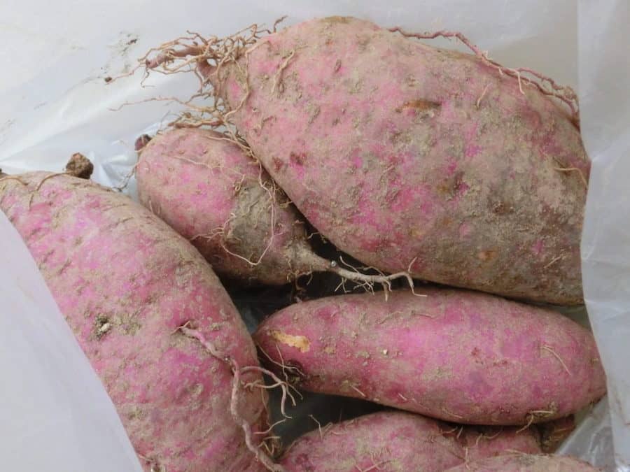 サンテパルクたはらさつまいもほり