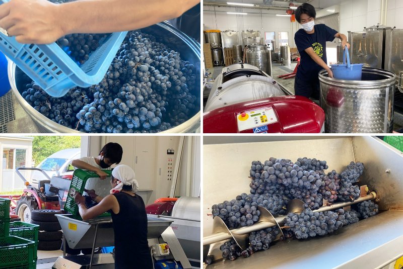 ワイン醸造求人_豊橋ワイン造り