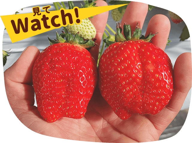 2023いちご狩り_プロモンテファーム