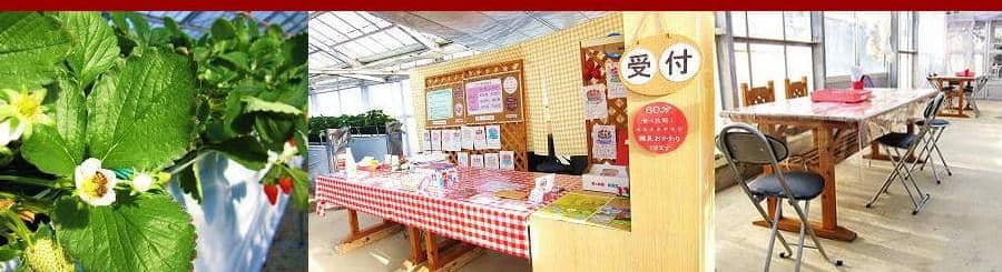 2023いちご狩り_苺や本舗