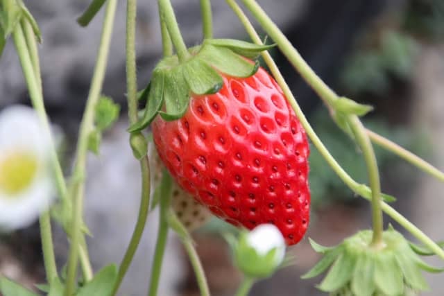 2023いちご狩り_見分け方